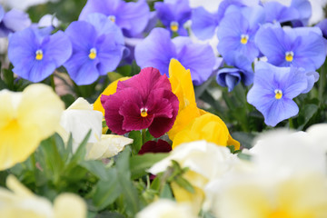 Pansy - Viola x wittrockiana.

