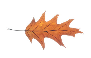 Roteiche Quercus rubra