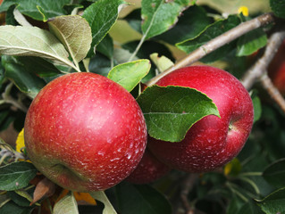 Apple Tree