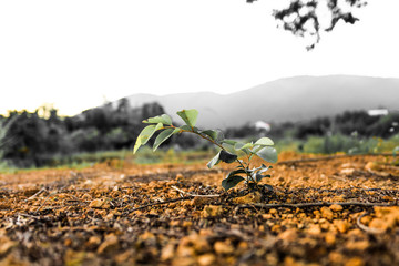 Seedlings are growing from arid soil with evening sun, concept of global warming