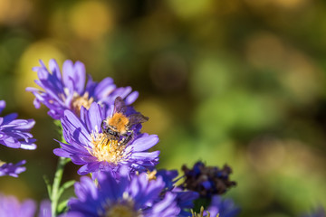 Close up of a honey bee collecting pollen on a violet swan river daisy