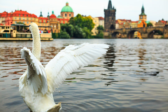White swan taking off from water on Vltava river, towers, Charles Bridge and Prague Old Town in the background, Czech republic. Beautiful urban landscape. Adult mute swan spreading its wings.