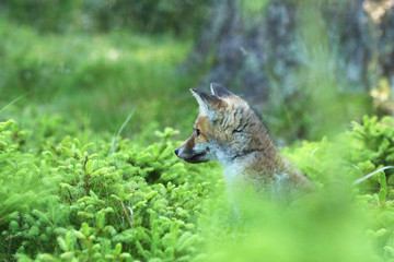Portrait of red fox sitting in forest - Vulpes vilpes