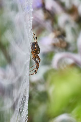 Spider in morning dew