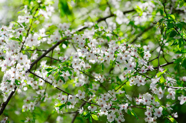 spring branch with white flowers