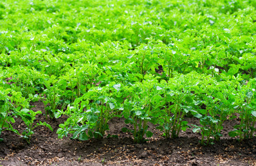 Green potato plant.