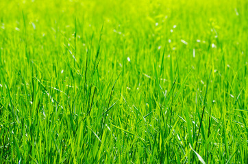 Fototapeta premium green grass background with selective focus