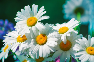 summer flowers camomile blossoms