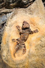 Fototapeta na wymiar Ancient fossil imprint. Reptile skeleton on surface ground stone. Archeology and paleontology concept. Prehistoric extinct animal dinosaur.