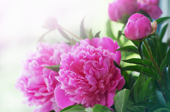 Fototapeta Closeup of peony flowers