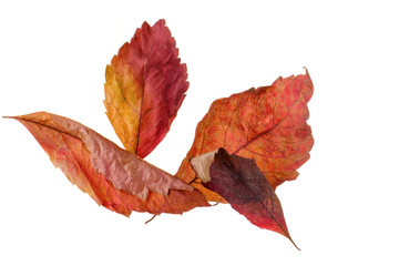 Dry autumn leaves isolated on white background