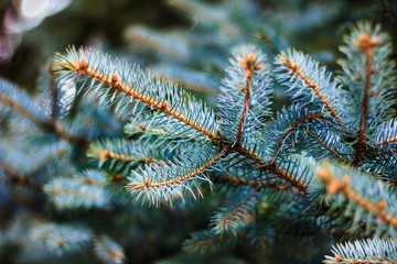 Blue spruce branches. Close-up of fir tree branches. Winter nature. Christmas tree background.