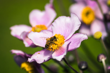 Pszczoła na kwiatku