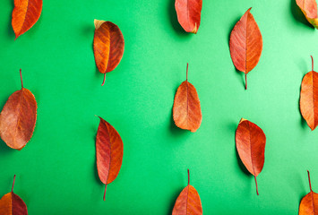 Beautiful red leaves on green paper. Abstract autumn background.