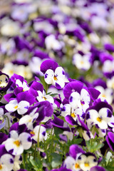 Pansy - Viola x wittrockiana.


