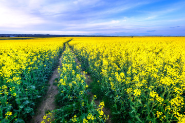 Field of yellow rape flowers, field of flowers middle road