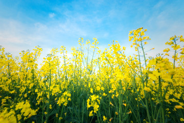 Obraz premium Rape yellow bloom beautiful flowers
