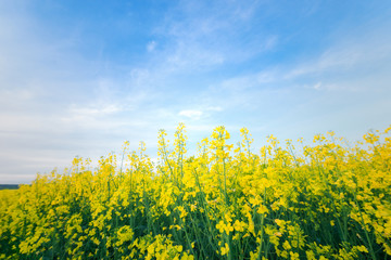 Rape yellow bloom beautiful flowers