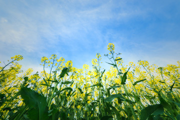 Rape yellow bloom beautiful flowers