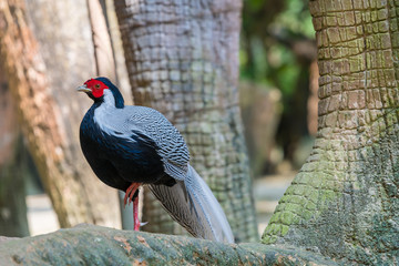Male silver pheasant in captivitypp