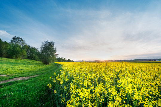 Field of rape blooming yellow flowers,sunshine, sunset
