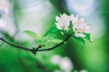 Japanese Cherry Blossoms photos, royalty-free images, graphics, vectors