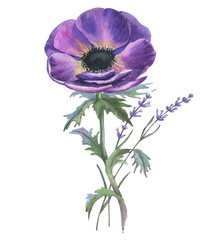 Hand-drawn watercolor illustration of the isolated violet anemones flowers and lavender. Tender spring drawing flowers on the white background