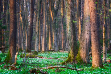 Spring Forest blossom first flowers
