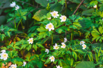 Spring forest flowers bloom early
