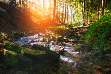 Fototapeta premium Mountain River in the wood