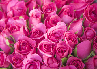 Many roses are arranged in rows.