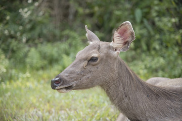 Naklejka na ściany i meble head of brow-antlered deer