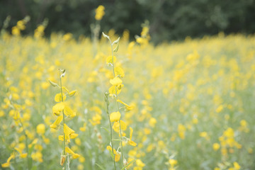flower and leaf on blurred yellow background
