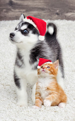 kitten and puppy together in a New Year's cap