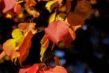Branch with red and yellow leaves