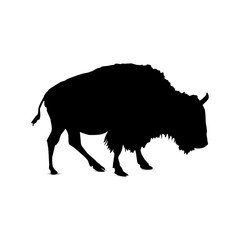 Silhouette of asian bull.