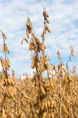 Soy bean field
