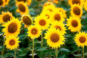 Obraz premium Sunflowers in the field
