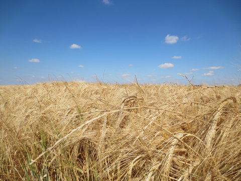 Champs de bl&eacute; dor&eacute; sous un ciel bleu d'&eacute;t&eacute;