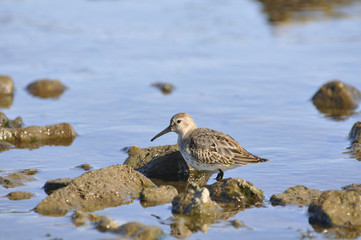 Bird sandpiper goes on the river in search of food. Wild nature, bird, sandpiper, animals, fauna, flora