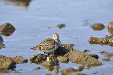 Bird sandpiper goes on the river in search of food. Wild nature, bird, sandpiper, animals, fauna, flora