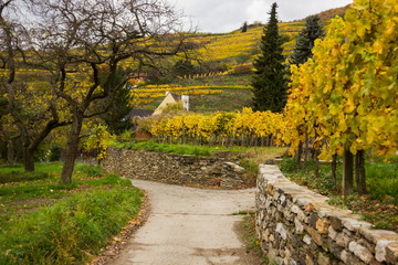 Colorful autumn Vineyard in Wachau valley in Austria