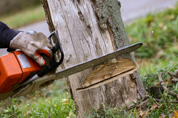 Cutting tree with chainsaw