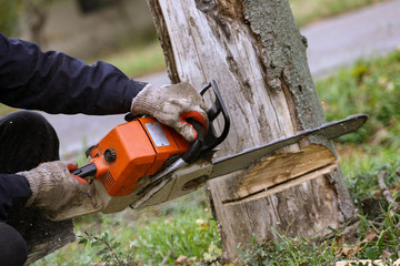 Cutting tree with chainsaw