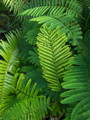 The Green Yellow Cha Leaves