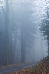 Düsterer Wald mit Nebel
