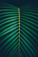 Palm leaf background.