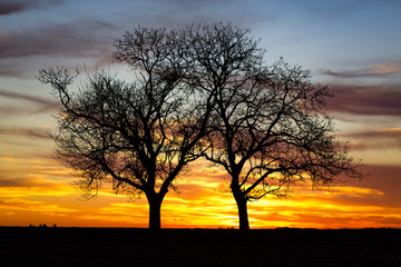Fototapeta na wymiar Silhouette de deux arbres au coucher de soleil