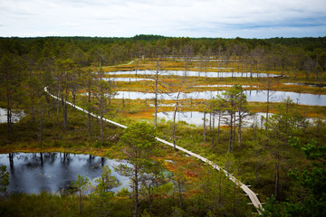 wooden boardwalk through forest and swamp - Viru raba in Estonia