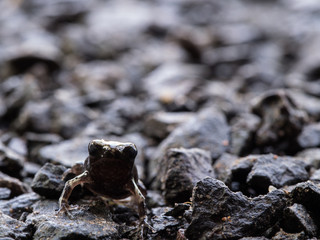 Little Bullfrog Sitting on The Stone Ground